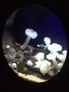Den bla Aquarium