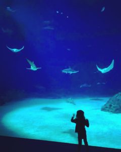 Aquarium Copenhagen
