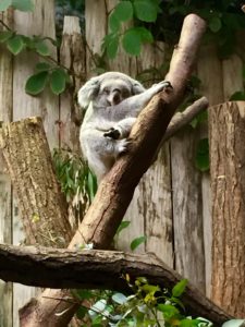 Koalas in Duisburg
