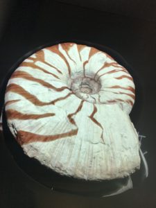 Fossilien in Dornbirn