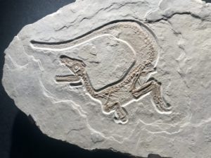 Fossilien im Altmühltal